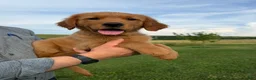 Golden Retriever dogs for sale: Honey - Ad 9