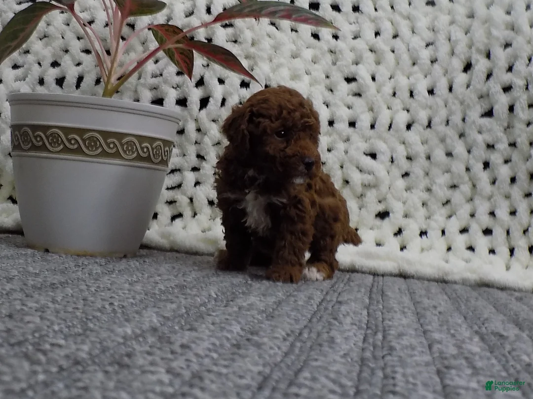 Toy Poodle dogs for sale: Baxter - Ad 5