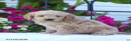 Mini Goldendoodle dogs for sale: Judy - Ad 4