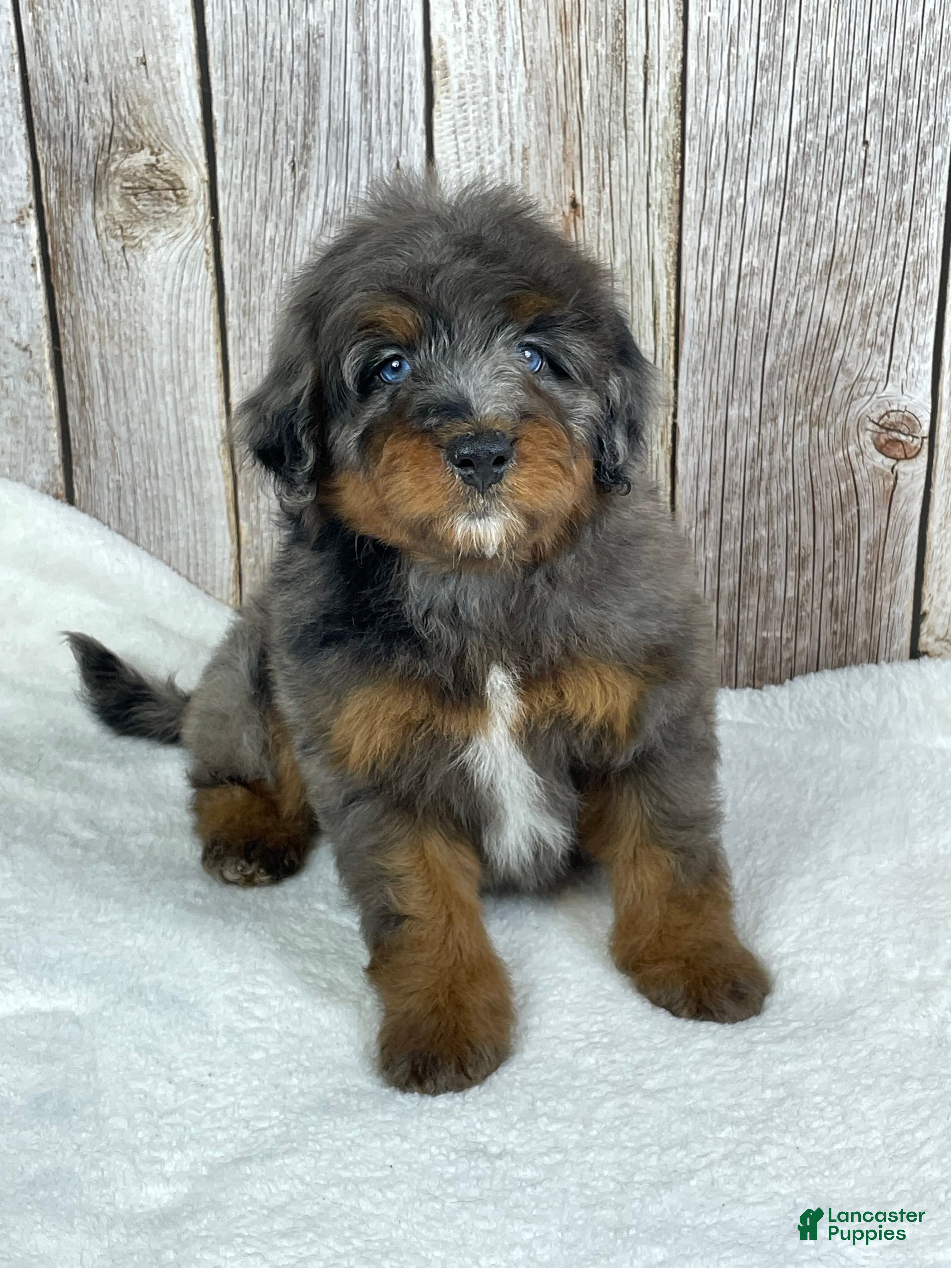 Mini Bernedoodle dogs Snickers  - Ad 1