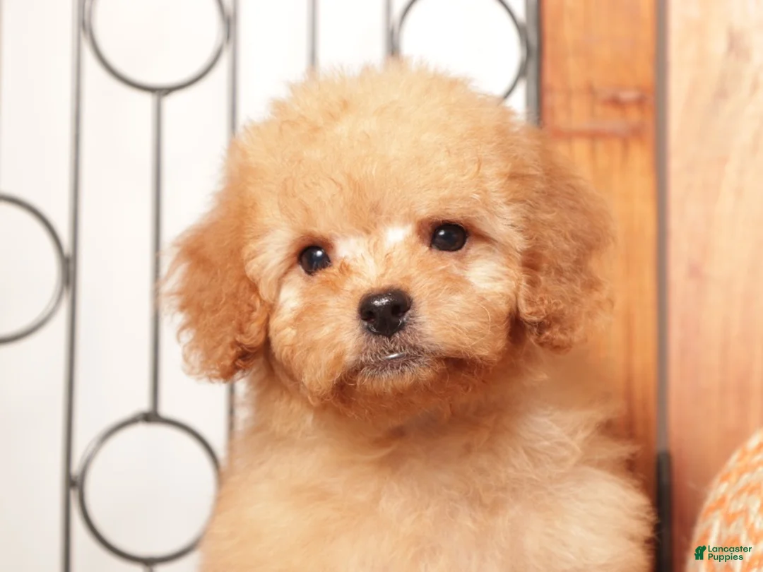 Mini Goldendoodle dogs for sale: Theo - F1B Male Mini Goldendoodle  - Ad 2