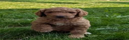 Goldendoodle dogs for sale: Annie  - Ad 3