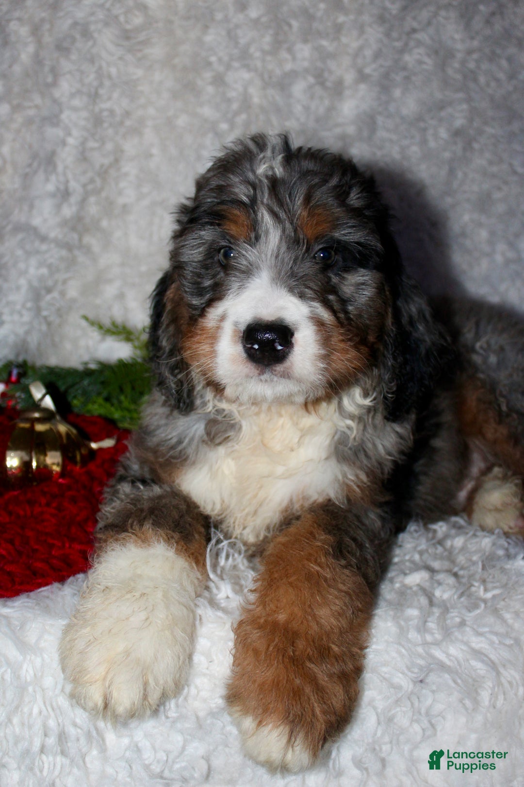 Bernedoodle dogs for sale: Jack - Ad 1