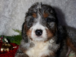 Bernedoodle dogs Jack - Ad 21