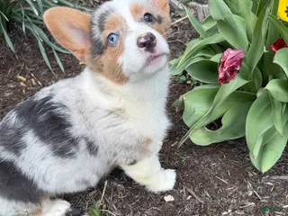 American Corgi dogs American Corgi Puppy 6 - Ad 1