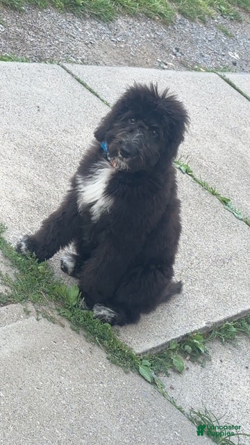 Bernedoodle dogs Beaux - Ad 37