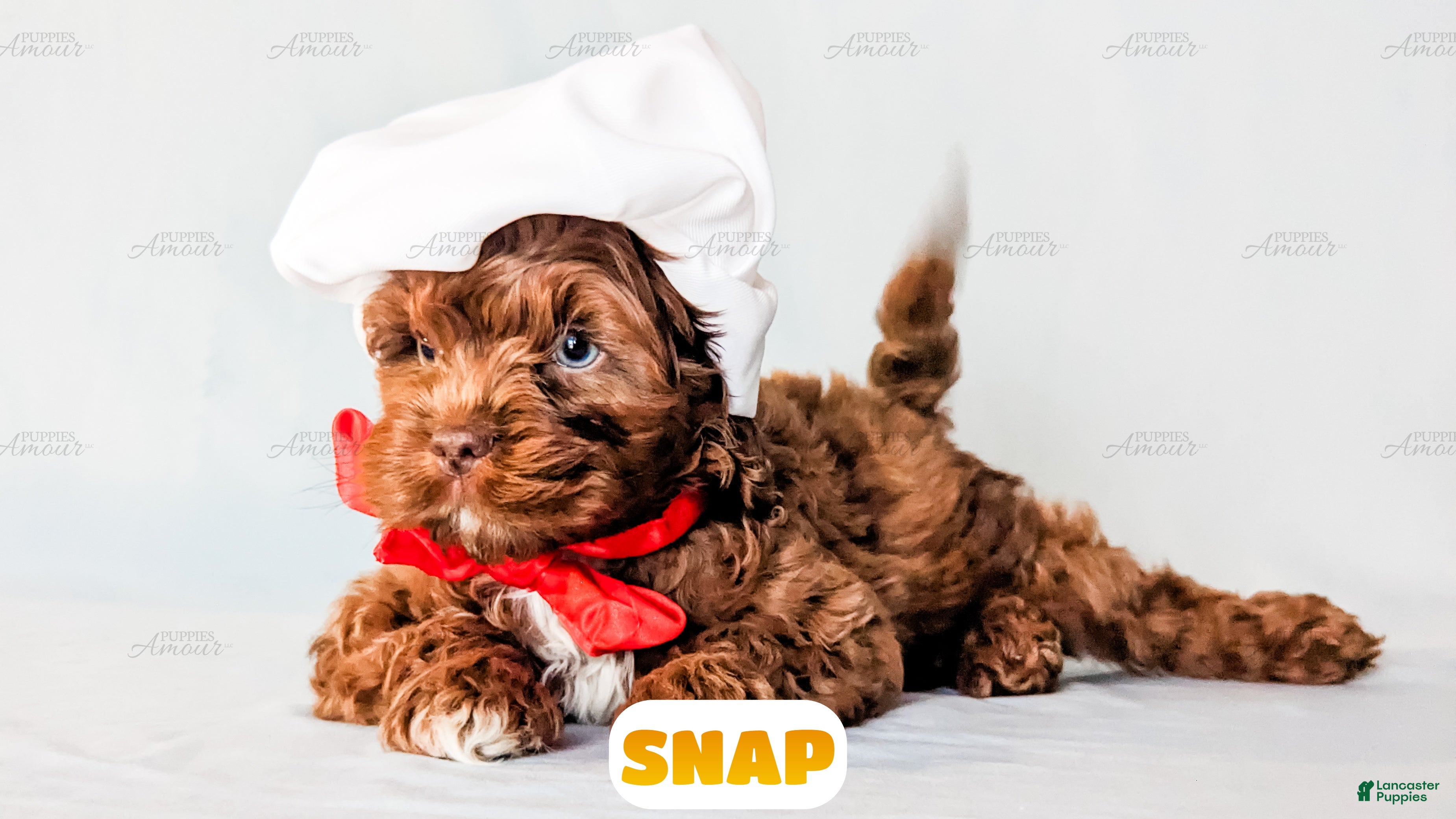 Cockapoo dogs Snap - Ad 16