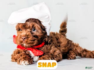 Cockapoo dogs Snap - Ad 4
