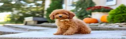 Miniature Poodle dogs for sale: Greyson - Ad 6