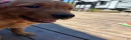 Golden Retriever dogs for sale: Golden Retriever Puppy 1 - Ad 3