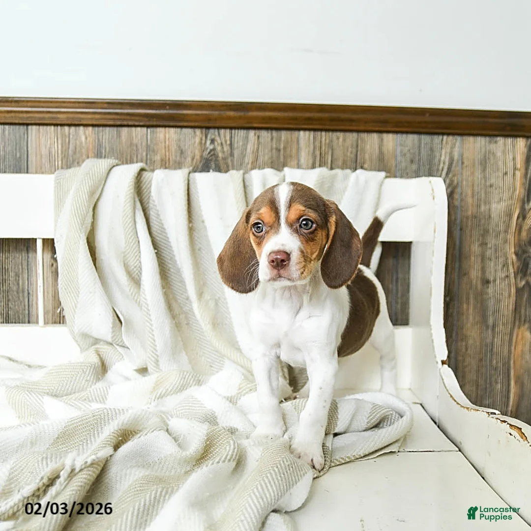 Beagle dogs for sale: Creamer - Ad 3