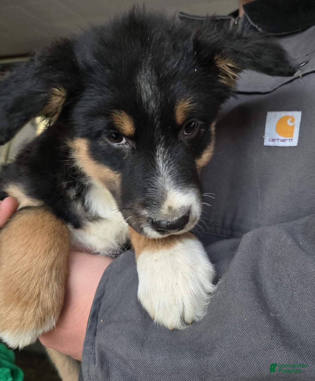 Australian Shepherd dogs for sale: Benji - Ad 2