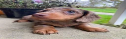 Miniature Dachshund dogs for sale: Stella - Ad 6