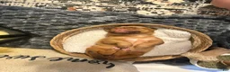 Dogue De Bordeaux dogs for sale: Dogue De Bordeaux Puppy 5 - Ad 65