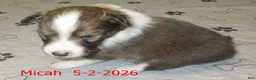 Shetland Sheepdog dogs for sale: Micah Male  - Ad 3