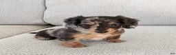 Miniature Dachshund dogs for sale: Pixie  - Ad 12