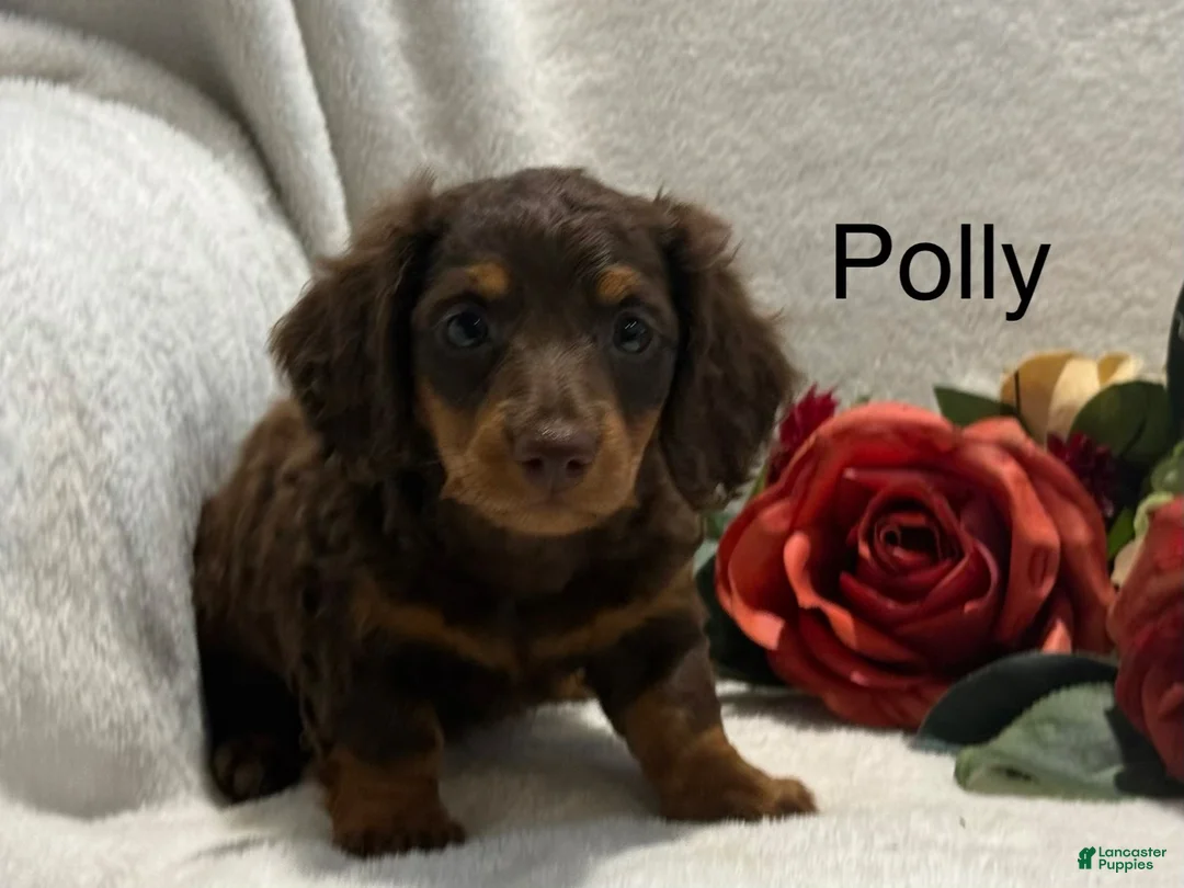 Miniature Dachshund dogs for sale: Polly - Ad 1