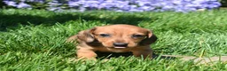 Miniature Dachshund dogs for sale: Slinky - Ad 6