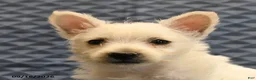 West Highland Terrier dogs for sale: Nancy - Ad 5