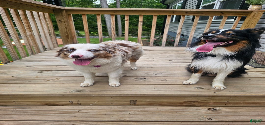 Gallery Image {{count}}