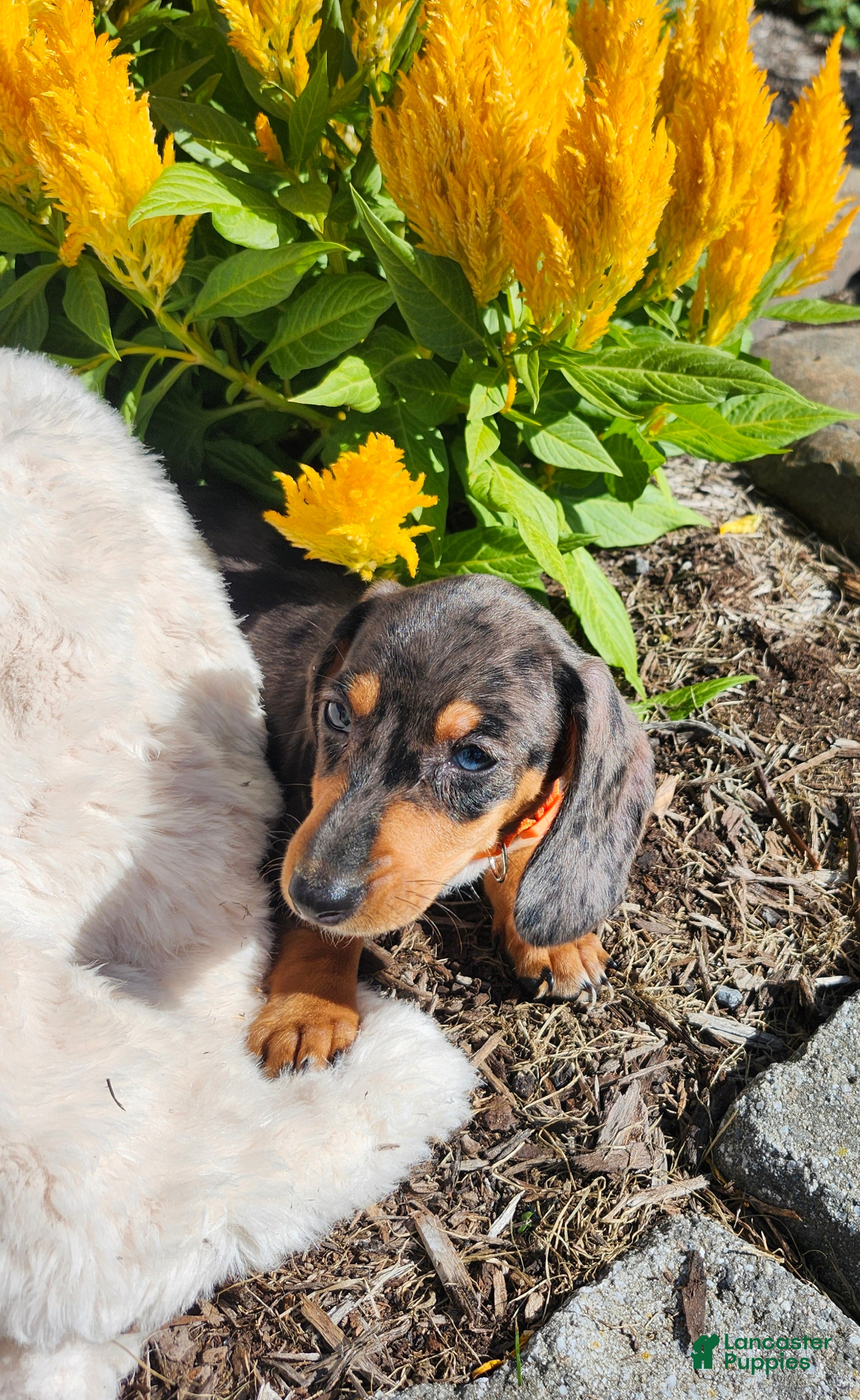 Miniature Dachshund dogs Remy  - Ad 2