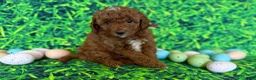 Mini Goldendoodle dogs for sale: Mini Goldendoodle Puppy 1 - Ad 21