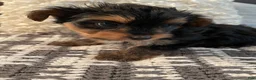 Yorkshire Terrier dogs for sale: Yorkshire Terrier 1 - Ad 1
