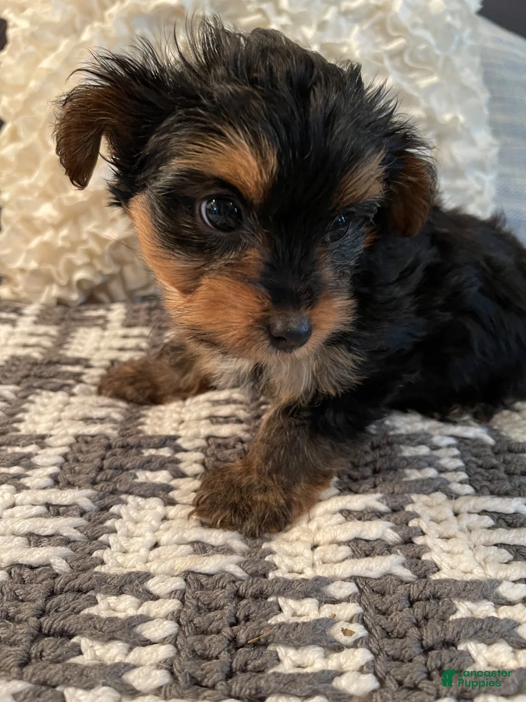 Yorkshire Terrier dogs for sale: Yorkshire Terrier 1 - Ad 1
