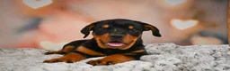 Rottweiler dogs for sale: Ace - Ad 9