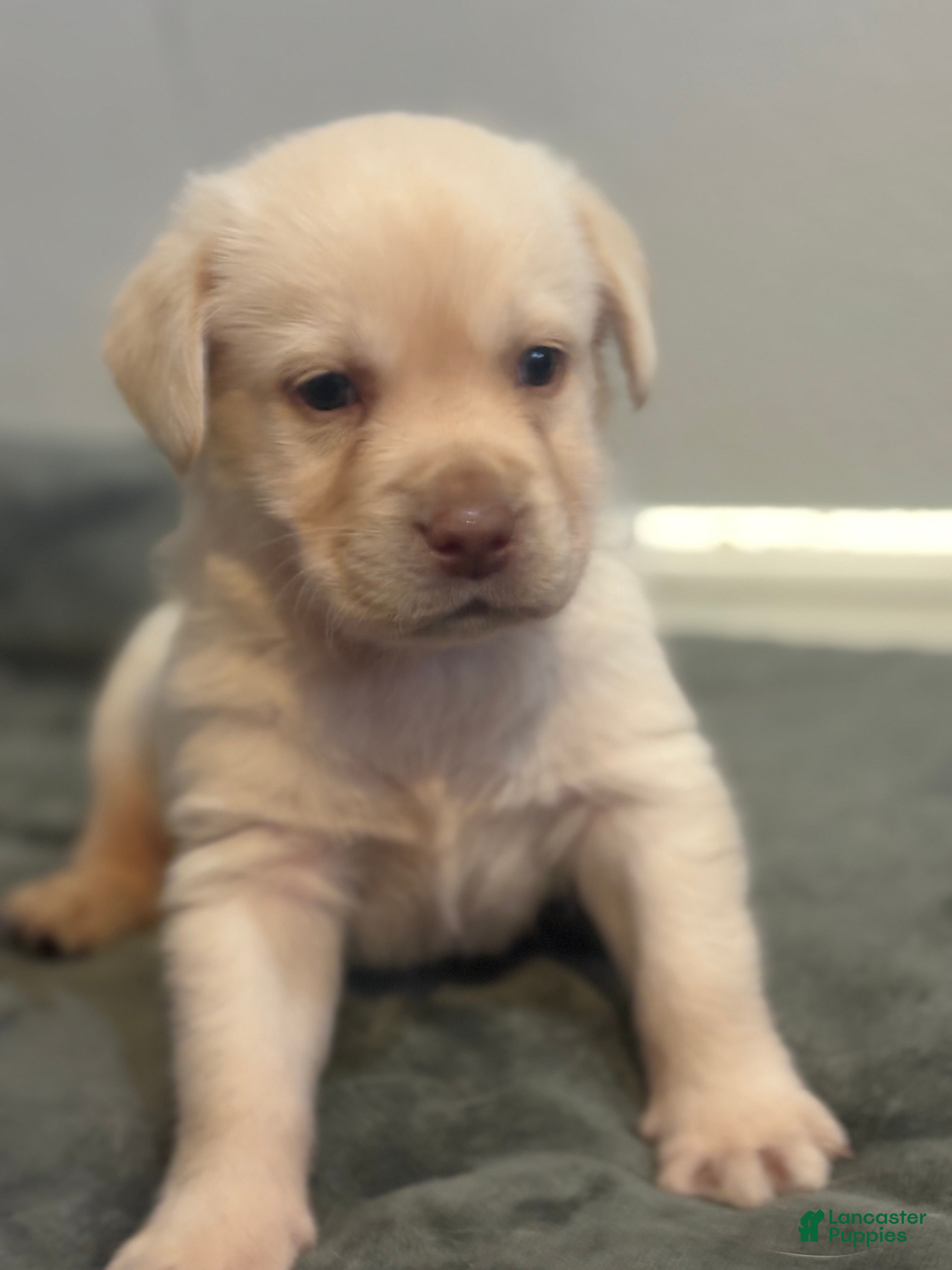 Labrador Retriever dogs Prince - Ad 4