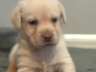 Labrador Retriever dogs Prince - Ad 4