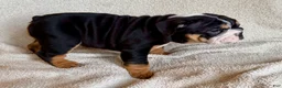 English Bulldog dogs for sale: Nala  - Ad 6