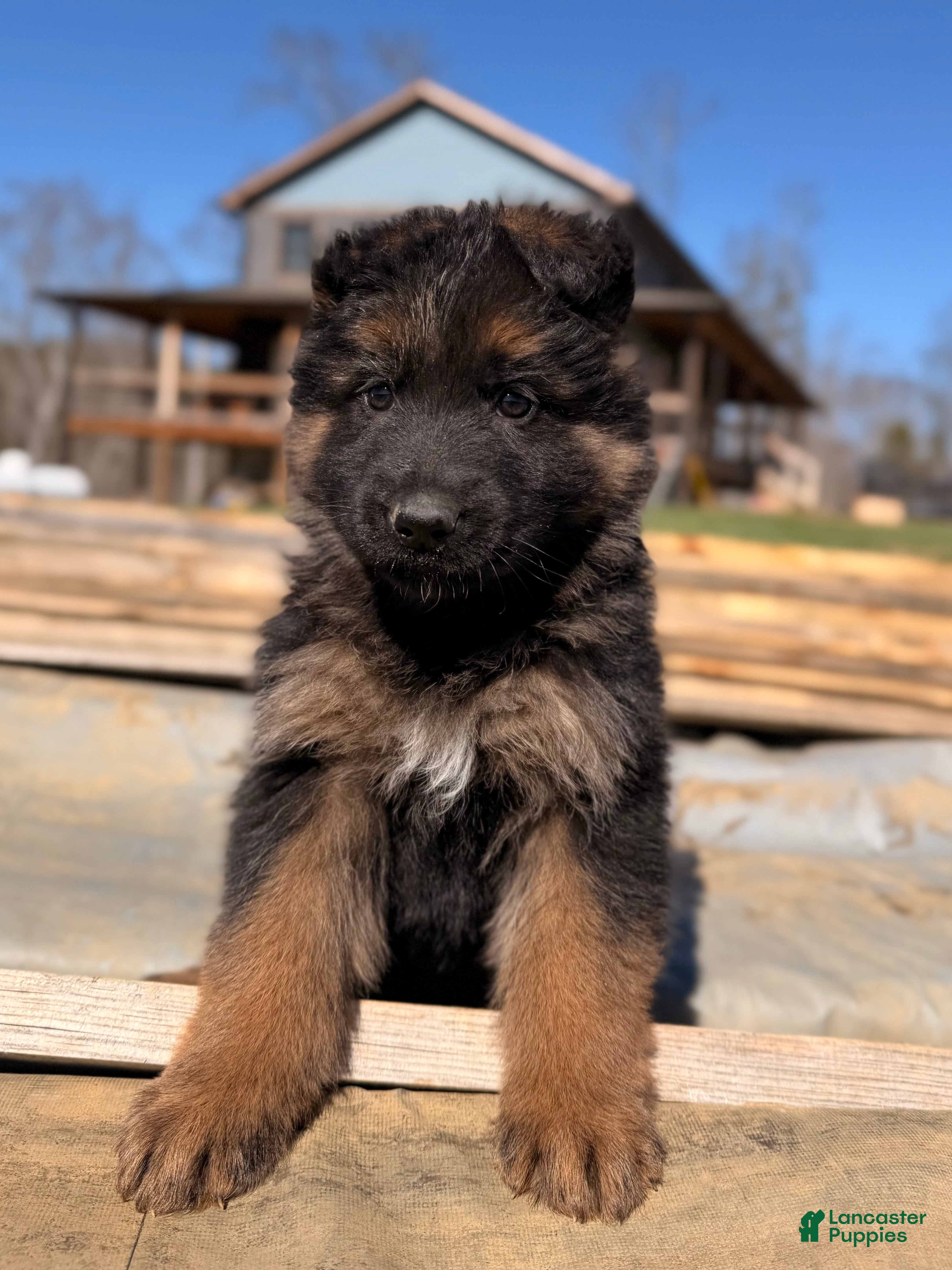 German Shepherd dogs German Shepherd Puppy 3 - Ad 32