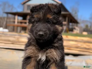 German Shepherd dogs German Shepherd Puppy 3 - Ad 32