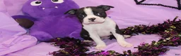 Boston Terrier dogs for sale: Zellah Our Curious Little Girl with a Big Personality - Ad 10