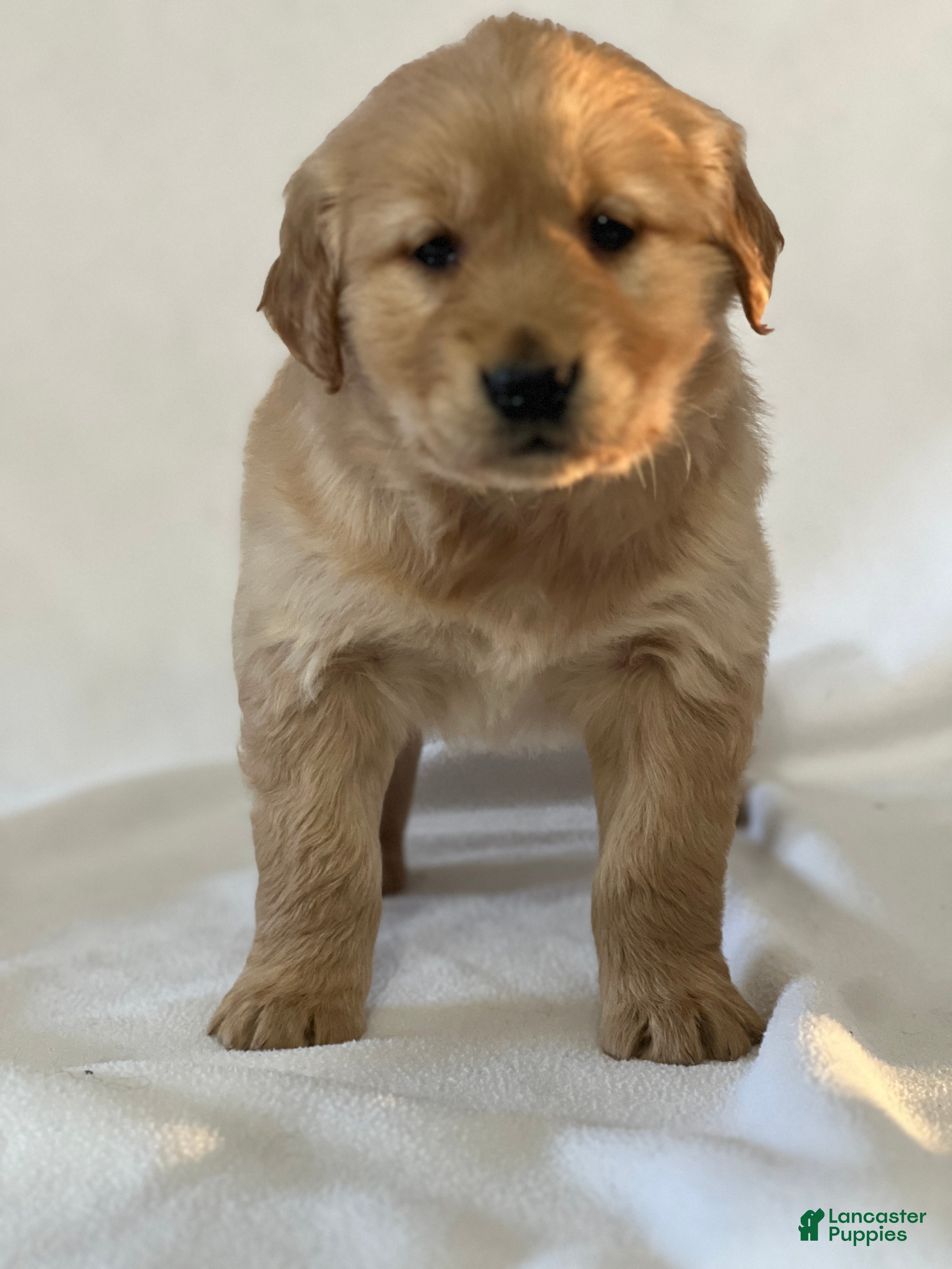 Golden Retriever dogs Summer - Ad 6