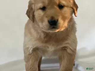 Golden Retriever dogs Summer - Ad 6