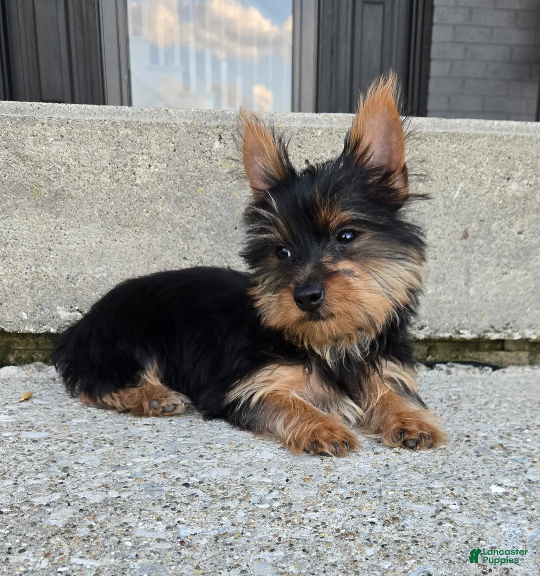 Yorkshire Terrier dogs for sale: Yorkshire Terrier Puppy 2 - Ad 4