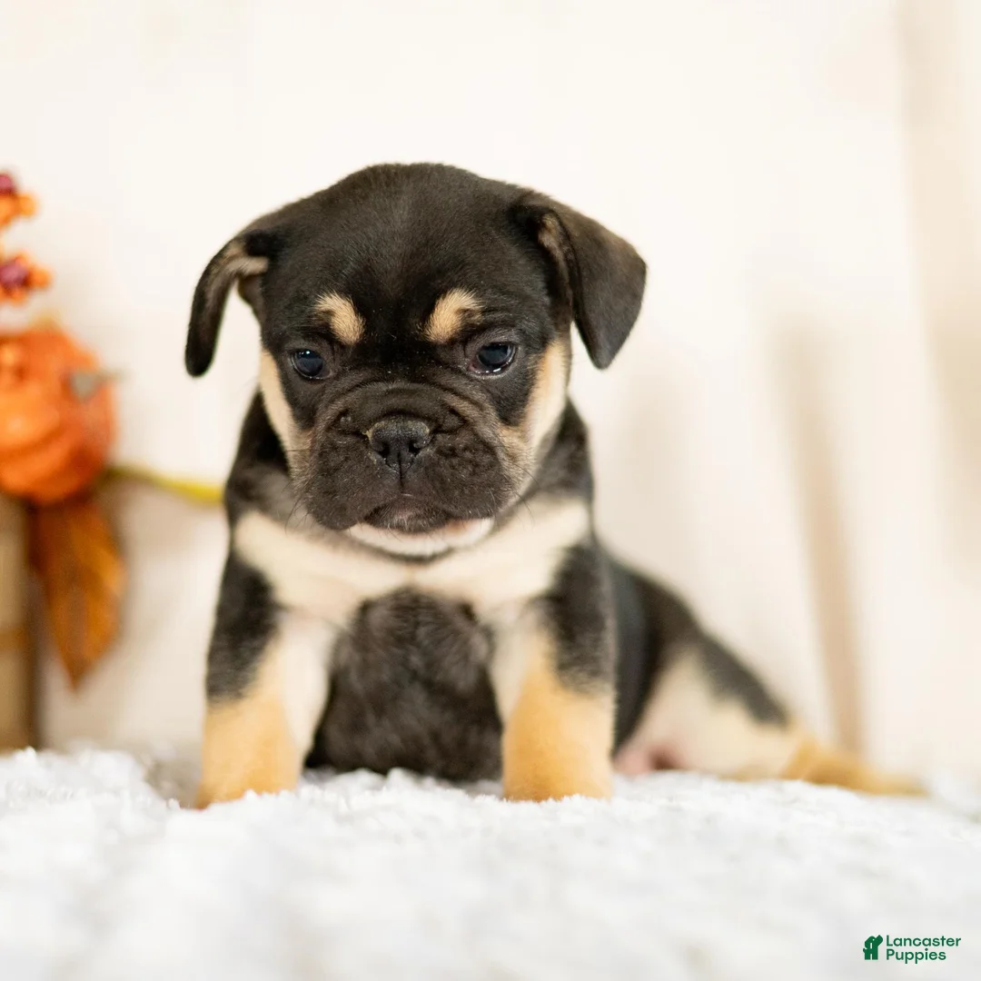 French Bulldog dogs for sale: Royal - Ad 6
