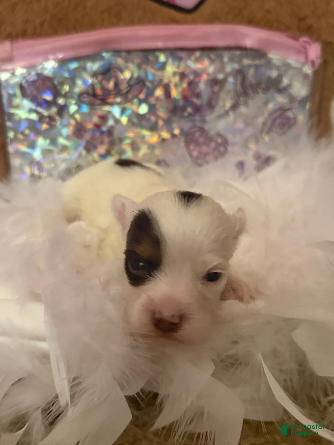 Yorkshire Terrier dogs for sale: Yorkshire Terrier Puppy 1 - Ad 1