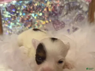 Yorkshire Terrier dogs Yorkshire Terrier Puppy 1 - Ad 24