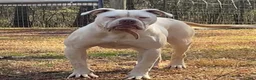 American Bulldog dogs for sale: Boss - Ad 4