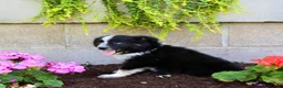 Australian Shepherd dogs for sale: Travis  - Ad 5