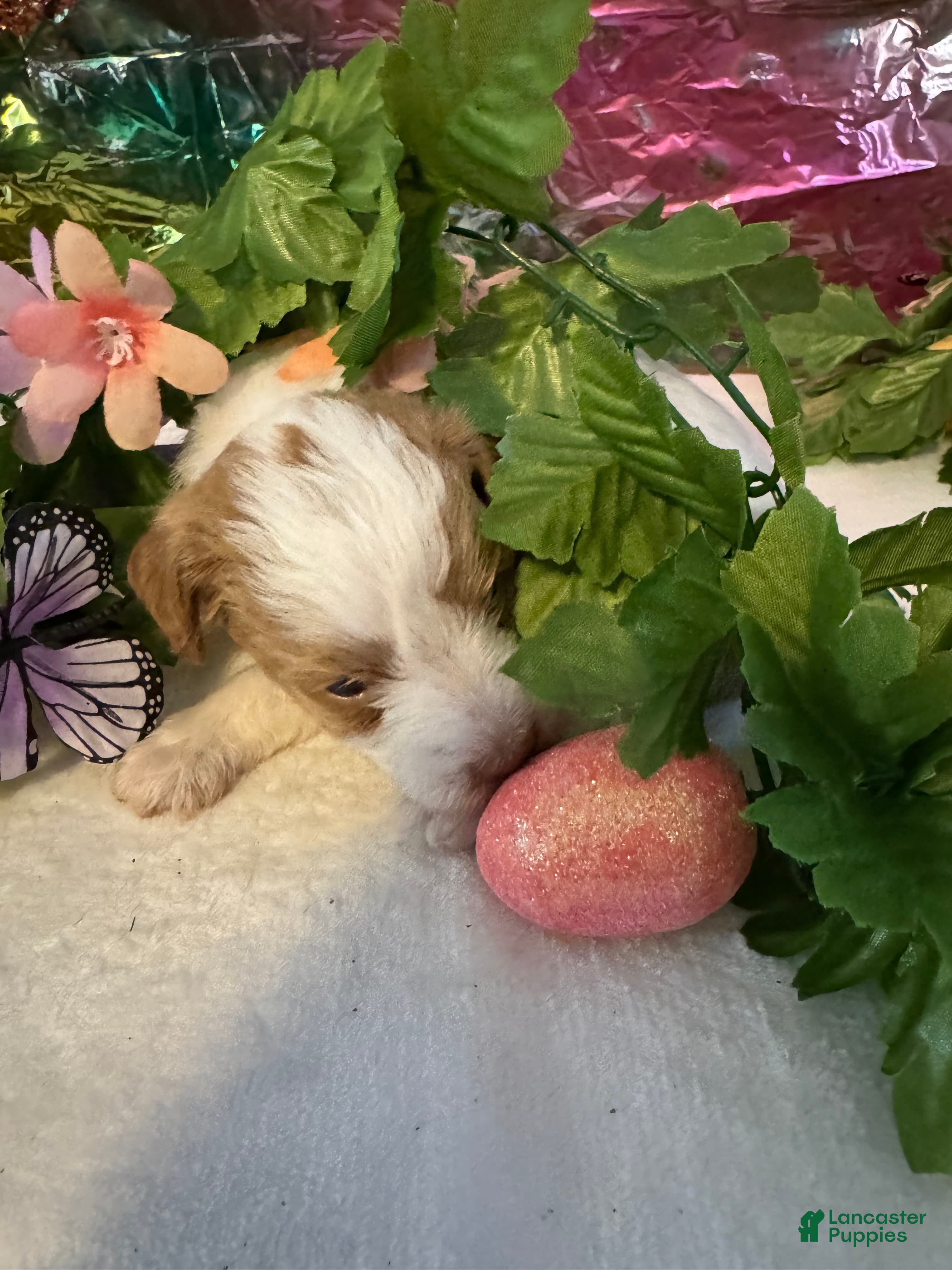 Miniature Schnauzer dogs Little Doll - Ad 2