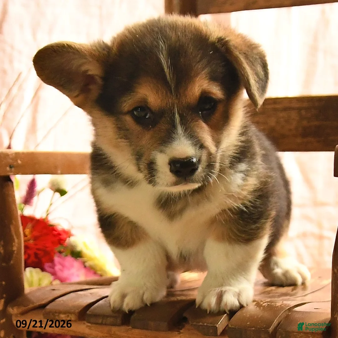 Welsh Corgi Pembroke dogs for sale: Pebbles - Ad 3