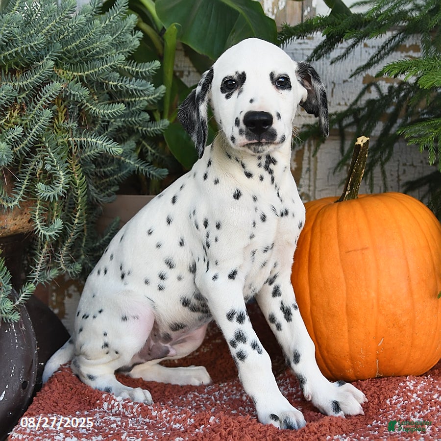 Dalmatian Mix Dalmatian Rescue Near Me Dalmatian Puppies For Sale - Main Image
