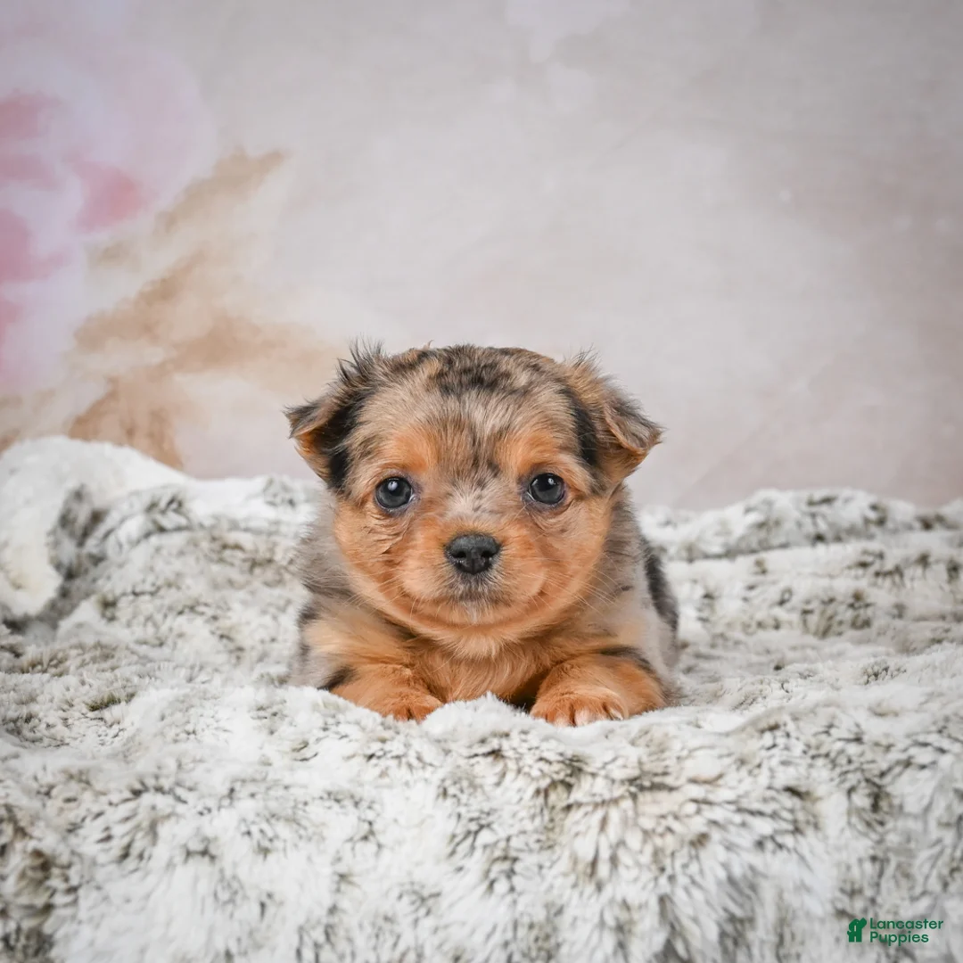 Chihuahua dogs for sale: Hazel - Ad 10