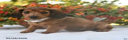 Dachshund dogs for sale: Oscar - Ad 2