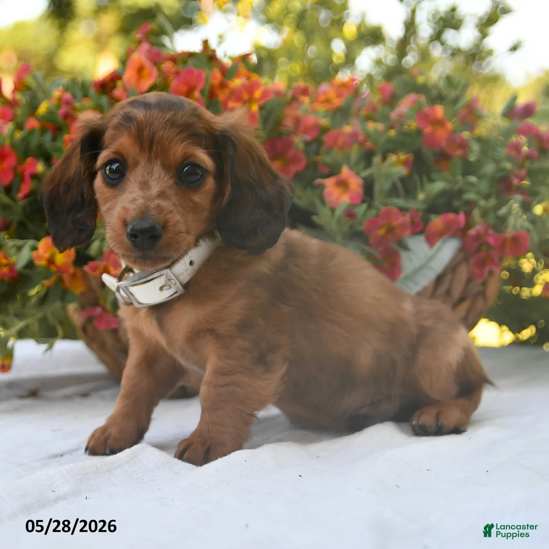 Dachshund dogs for sale: Oscar - Ad 2