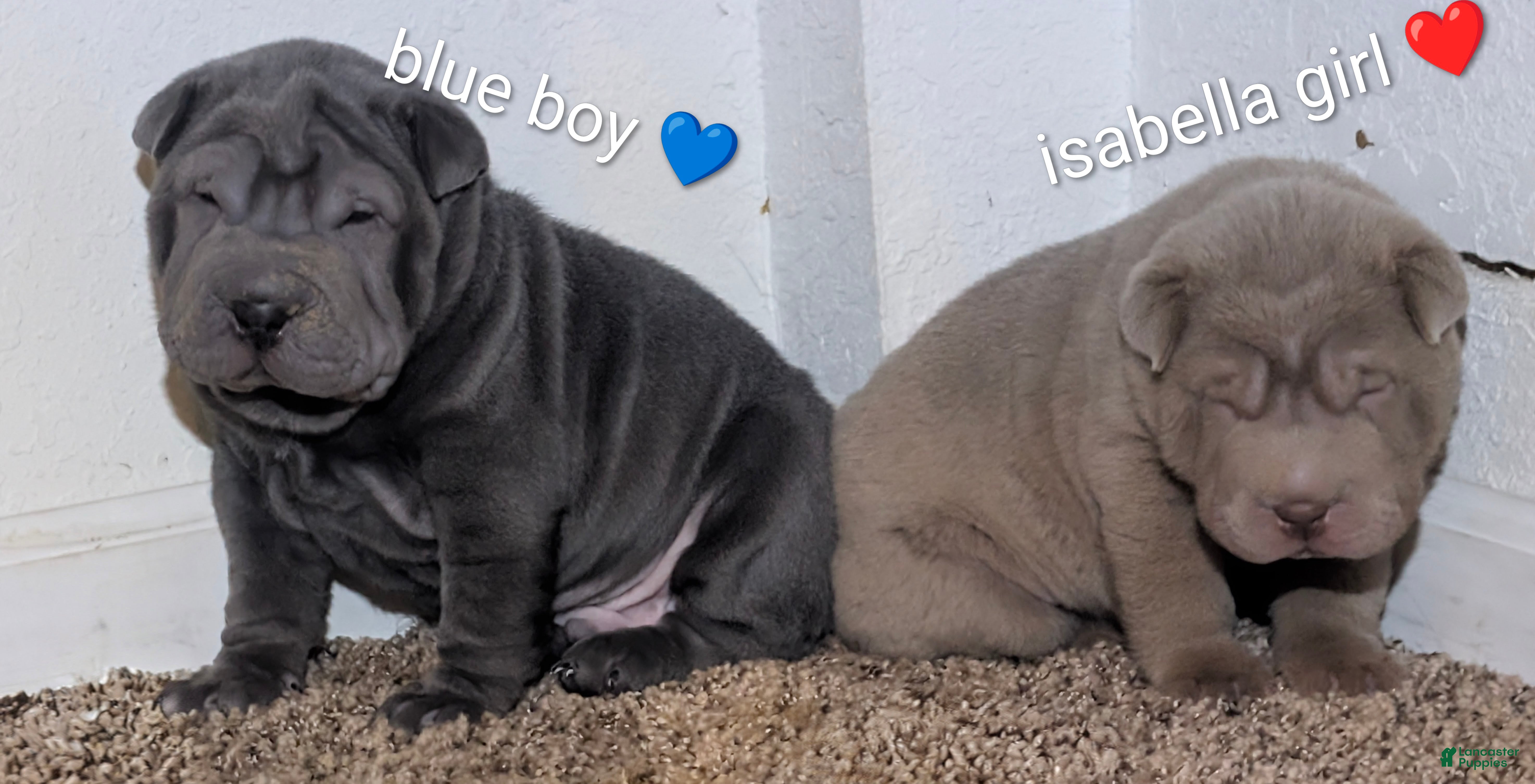 Shar Pei dogs Baby Blue Boy Pei 2 - Ad 2